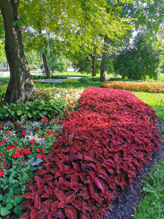 Flower beds in the park with coleus, hosta and plants with silver leaves on a sunny summer day.の写真素材