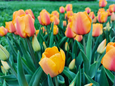 Orange tulips on a flower bed among green leaves. The festival of tulips on Elagin Island in St....