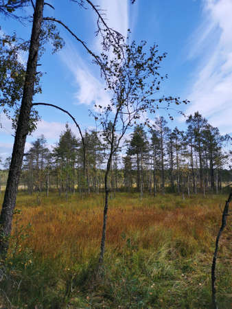 View from the Sestroretsk swamp ecotrope, on dry grass and low small trees growing in the swamp. There is a forest around the swamp. On a warm, sunny autumn day against the background of a blue sky with beautiful clouds.の写真素材