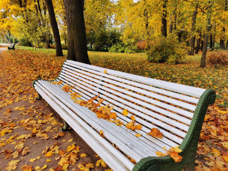 A white wooden bench covered with maple leaves in an autumn park on the Elagin Island of St. Petersburgの写真素材