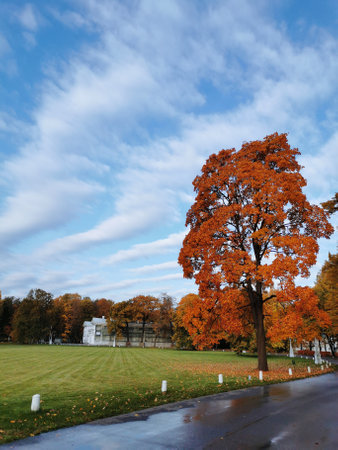 Maple with orange, bright, autumn leaves against a blue sky with beautiful clouds in the park on Elagin Island of St. Petersburg.の写真素材