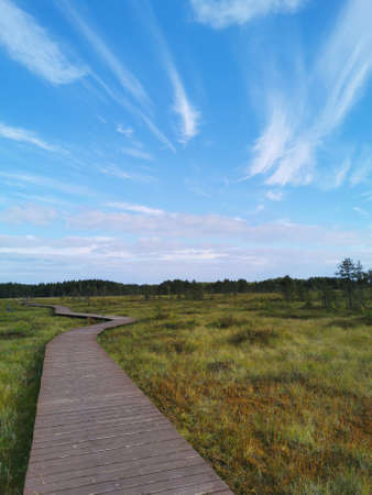 Wooden flooring - a section of the Sestroretsk swamp ecotrope, passing directly over the swamp, going into the distance. On a warm, sunny autumn day against the background of a blue sky with beautiful clouds.の写真素材