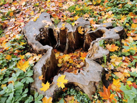 An old textured stump from a large tree, inside and around the fallen bright maple leaves in an autumn park on Elagin Island in St. Petersburg.の写真素材