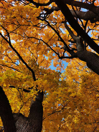 The crowns of maples with orange, bright, autumn leaves against the blue sky in the park on the...