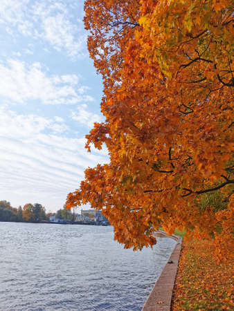 Maples with orange leaves growing by the river in the park on Elagin Island of St. Petersburg against a blue sky with beautiful clouds.の写真素材
