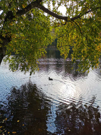 Ducks swim in a pond with fallen leaves in the park on Elagin Island under the branches of a weeping...