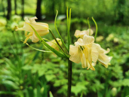 Imperial hazel grouse (Latin Fritillaria imperialis) yellow on a flower bed in a park on Elagin Island in St. Petersburg.の写真素材