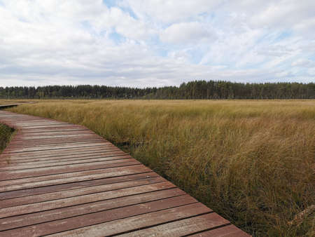 The flooring made of brown boards is a section of the Sestroretsk swamp ecotrope without people,...