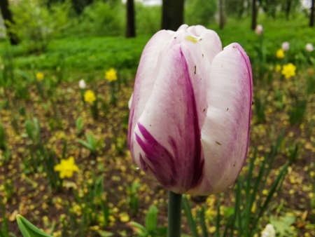 A white, purple-veined tulip on a bed of green leaves. The festival of tulips on Elagin Island in St. Petersburg.の写真素材