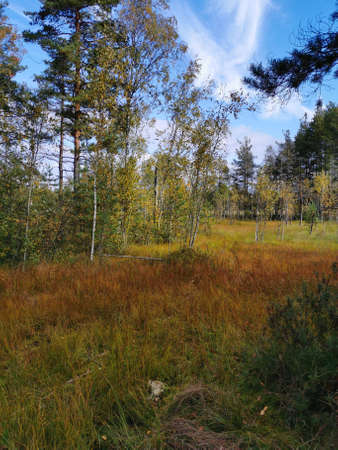 Ecotropa Sestroretsk swamp, young birches and pines growing in the swamp among tussocks with grass....