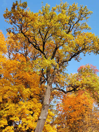 Maple and oak with orange, bright, autumn leaves against the blue sky in the park on Elagin Island...