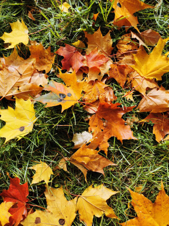 Colorful fallen maple leaves on the green grass on a sunny autumn day in the park on Elagin Island...