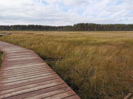 A section of flooring made of brown boards of the Sestroretsk swamp eco-trail without people,...