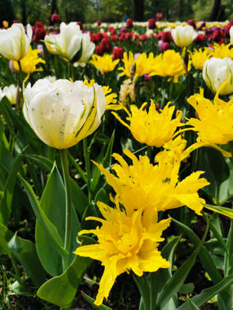 White double and yellow tulips with sharp petals. The festival of tulips on Elagin Island in St. Petersburg.の写真素材
