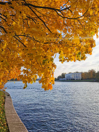 Maples with orange leaves growing by the river in the park on Elagin Island of St. Petersburg against a blue sky with beautiful clouds.の写真素材