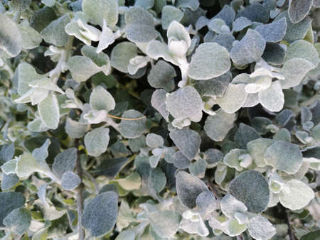 Plant background. A plant with green leaves covered with frost in the autumn park on Elagin Island...