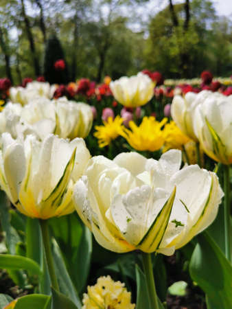 A large flowerbed with colorful tulips in raindrops against the background of trees and blue sky. The festival of tulips on Elagin Island in St. Petersburg.の写真素材