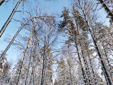 Bottom view of tall, snow-covered trees, ship pines on a clear, frosty winter day against a blue...