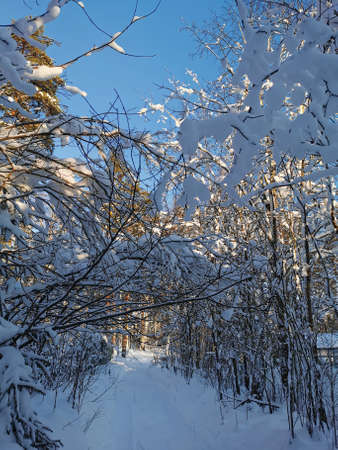 A road with branches of bushes hanging with snow among the snow-covered trees in the village on a clear, frosty winter day against the background of a blue sky.の写真素材