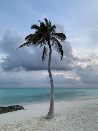 Sunset in the Maldives, view of the Indian Ocean with white sand, azure water and a large palm tree against the backdrop of a stunningly beautiful dramatic sky with clouds.の写真素材