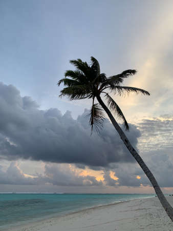 Sunset in the Maldives, view of the Indian Ocean with white sand, azure water and a large palm tree against the backdrop of a stunningly beautiful dramatic sky with clouds.の写真素材