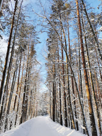 A forest road among tall snow-covered ship pines in the village on a clear, frosty winter day against the background of a blue sky with clouds.の写真素材