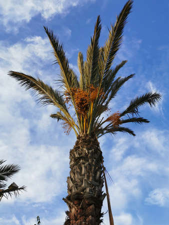 Protaras. Famagusta area. Cyprus. A date palm with ripe orange dates on the street of Protaras...