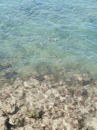 Small fish on the shores of the Mediterranean Sea in clear blue water.