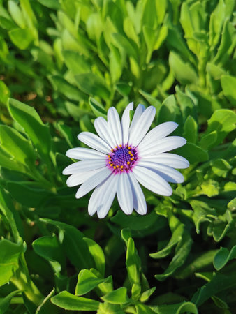 Protaras. Famagusta area. Cyprus. A white flower with a lilac center, similar to a chamomile against a background of green plants.の写真素材