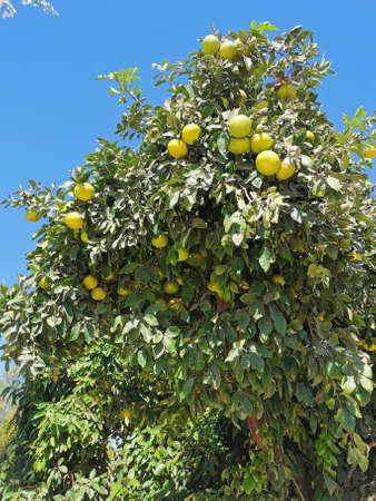 Protaras. Famagusta area. Cyprus. A tree with slightly unripe yellow-green tangerines on the street...