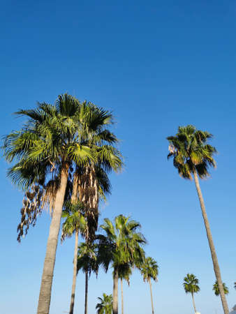 Protaras. Famagusta area. Cyprus. Bottom view of a palm tree with small black fruits against a blue...