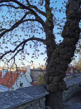View from the lower observation deck of houses with orange tiled roofs and a tree with an interesting trunk against the blue sky. Wanalynn area. Old Tallinn.の写真素材
