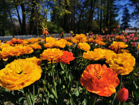 Annual Tulip Festival on Elagin Island in St. Petersburg. A flower garden with yellow-orange large terry tulips, similar to the variety Willem van Oranje among yellow tulips, against the background of trees with young leaves and a blue sky.の写真素材