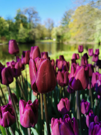 Annual Tenth Tulip Festival on Elagin Island in St. Petersburg. A flower garden with lilac tulips of the Purple Flag variety against the backdrop of a pond, trees with young leaves and a blue sky.の写真素材