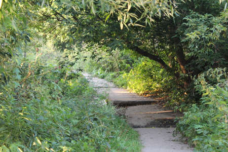 Path in the forest.の写真素材