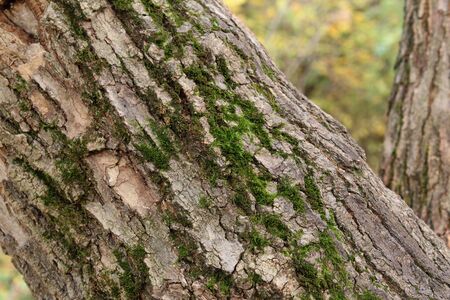 Tree.の写真素材