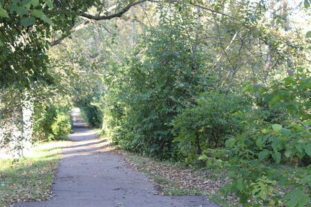 Alley in a park during autumnの写真素材