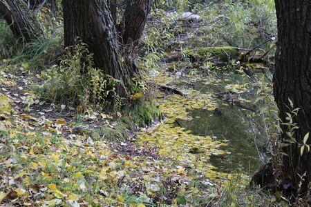 Autumn leaves in a pond.の写真素材