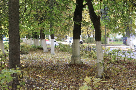 The Park Golden autumn.の写真素材