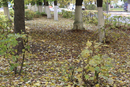 Square, Golden autumn.の写真素材