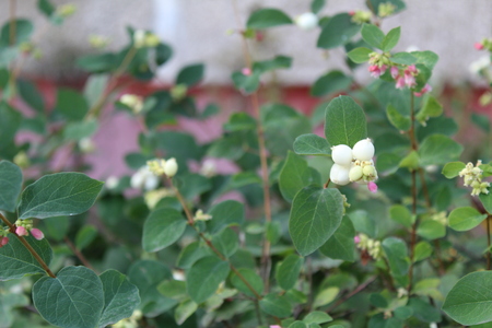 The Snowberry bushes decorate the green areas of the cities of Russia.の写真素材