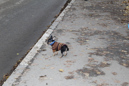 Russian toy Terrier on the walk in the fall.の写真素材