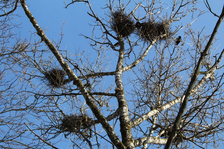 Birds nest in the trees in early spring.の写真素材