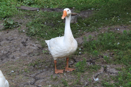White goose, close-up in the household.の写真素材