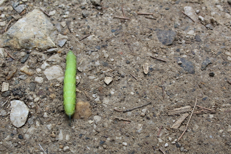 Photo of a large green caterpillar crawling on brown ground and pebbles.