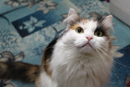 the motley cat eyesの写真素材