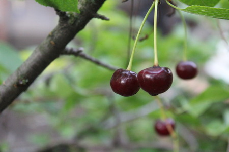ripe cherry on a tree