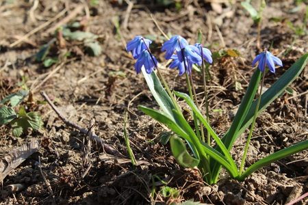 spring blue flowers in the garden