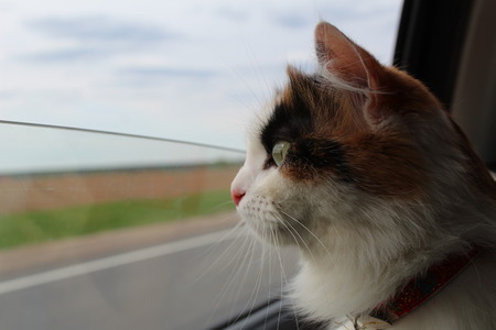 cat in carの写真素材