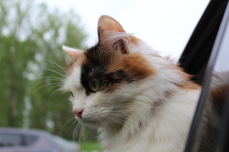 cat in carの写真素材